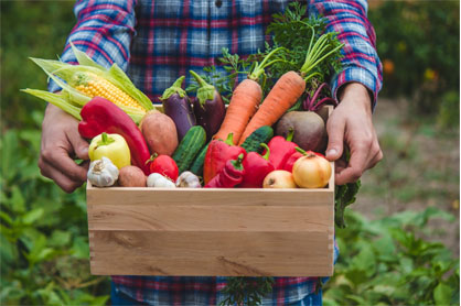 Gemüsebox